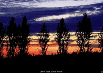 Sunset Poplars © David F. Klein