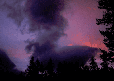 Swans at Dusk #11 © David F. Klein